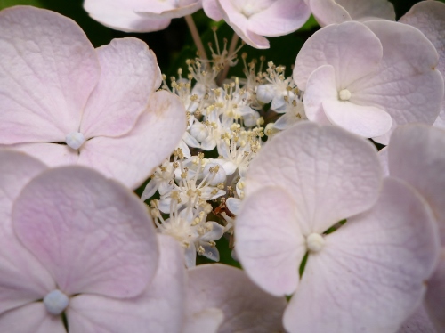 P1150349 (500x374).jpg