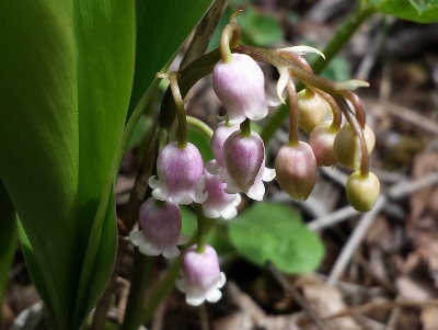 20160423_102945 (400x301).jpg