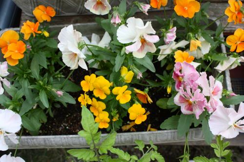 20150516-2-03.jpg