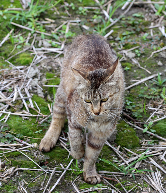 我が家のニャンコ♪2014/07/07-3