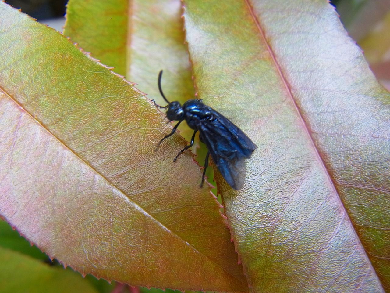 ルリチュウレンジ 夢みるきのこ 楽天ブログ