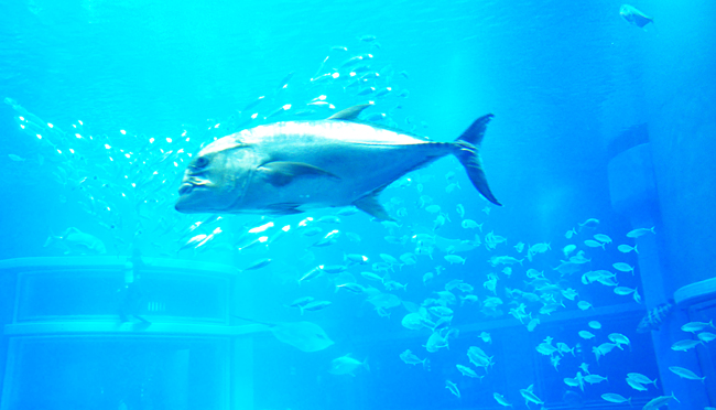 魚５
