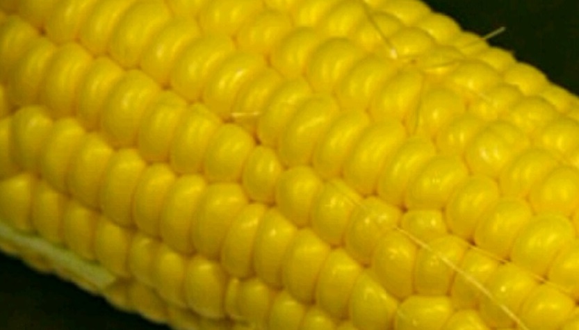 20160711とうもろこし11-2