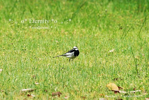 Photo by swallowtail　D.jpg