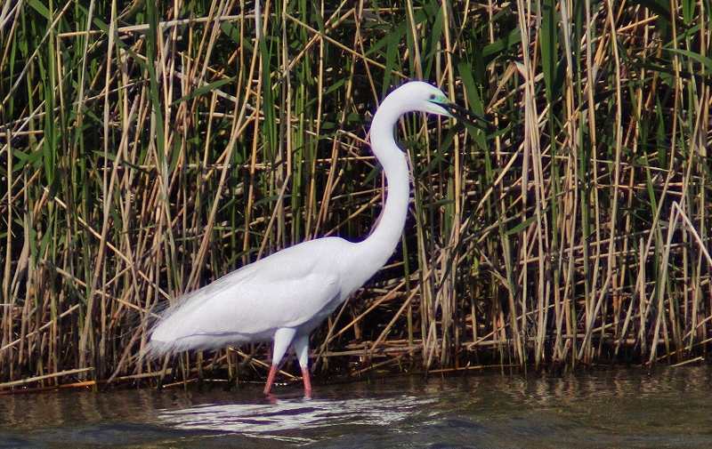 IMG_9497 (800x505).jpg