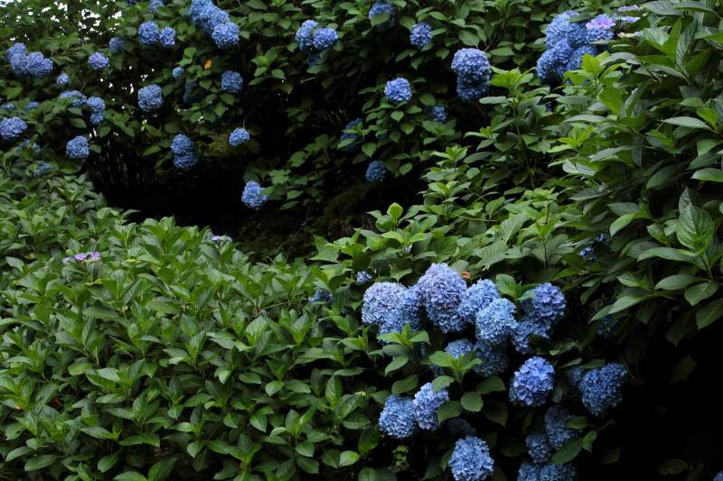 七曲り紫陽花_06.jpg