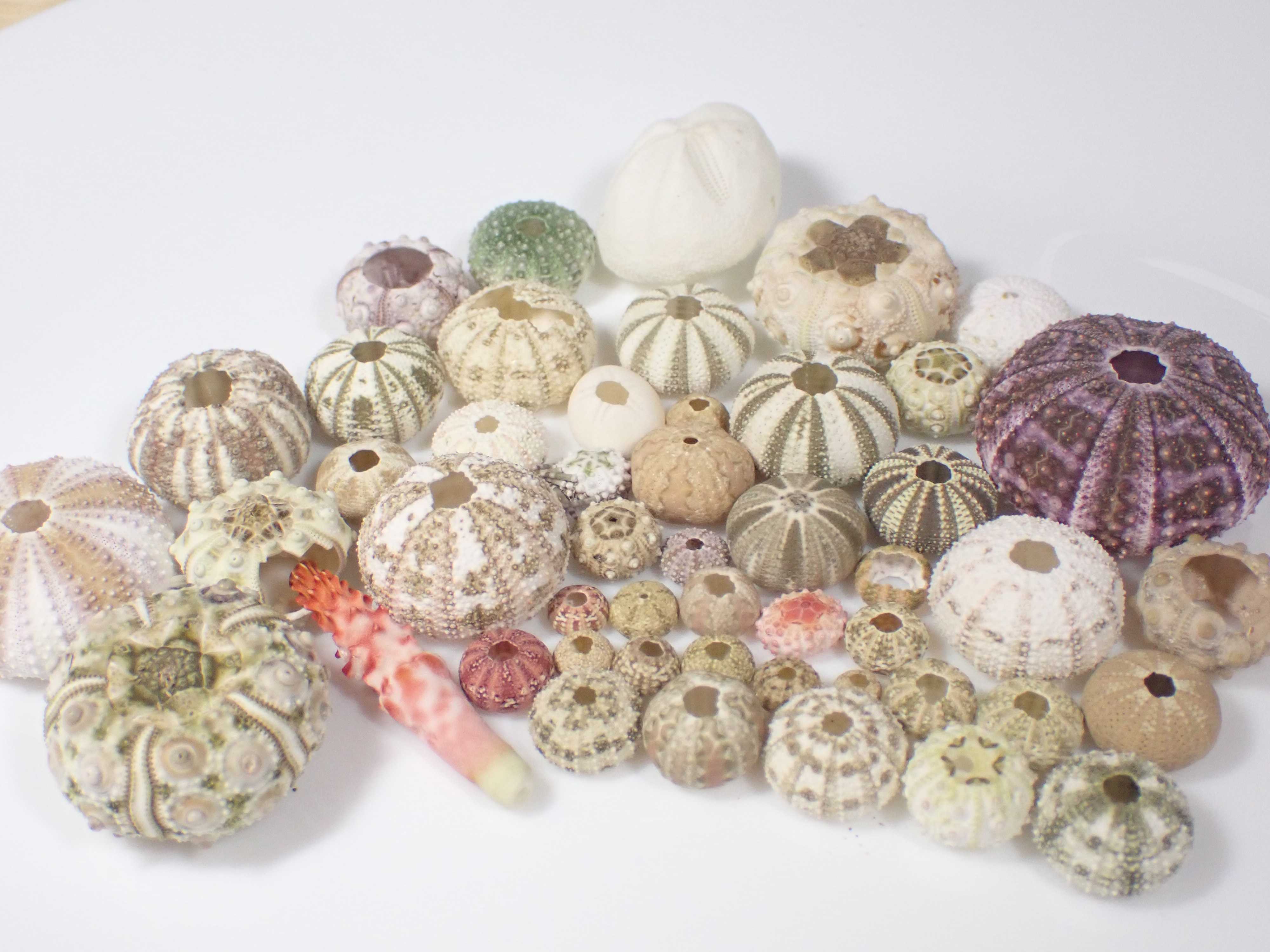 キリコウニ　殻　2個 キリコウニ キリコウニ 殻 2個 キリコウニ | UNI CLUB