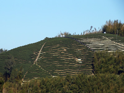 斜面の茶畑