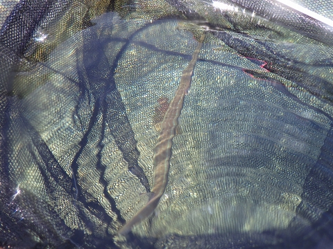 串本磯採集2016年9月中旬24　アオアヤガラ（Fistularia commersonii）