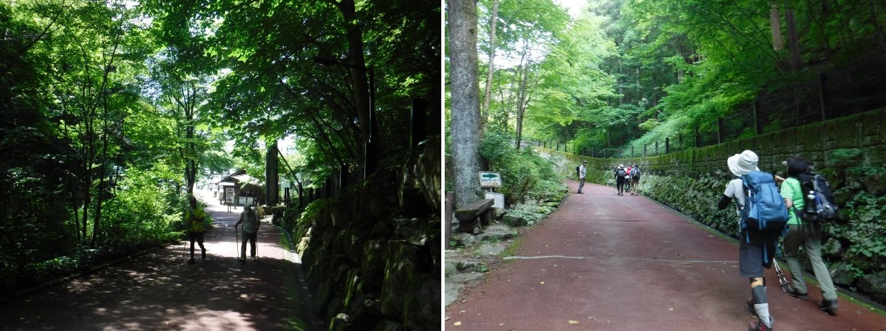 夏の三頭山ー初心者登山教室同行記ー | 山ボケ社へようこそ 山ボケ猫(野口いづみ)のブログ - 楽天ブログ