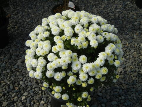 池上本門寺 菊花展