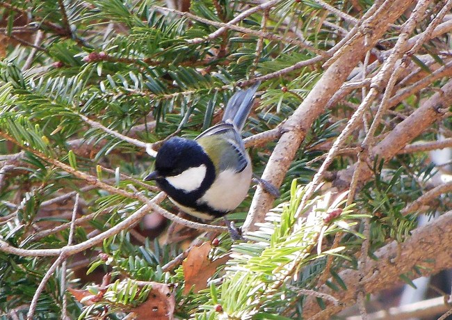 シジュウカラ