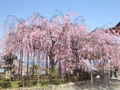 清水寺　枝垂れ桜.jpg