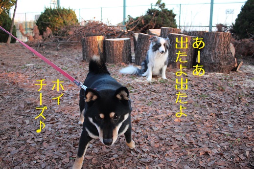 チーズ