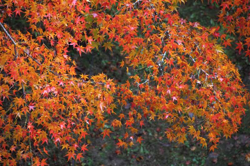 通天橋庭園_006.jpg