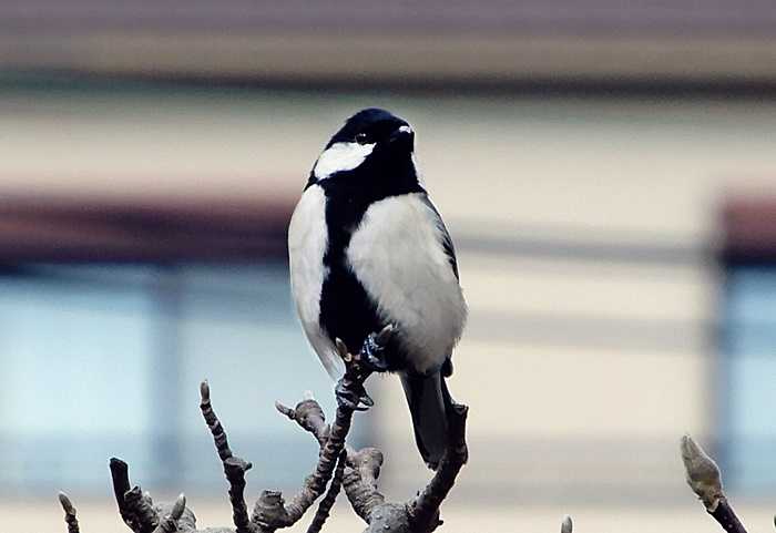 シジュウカラ11