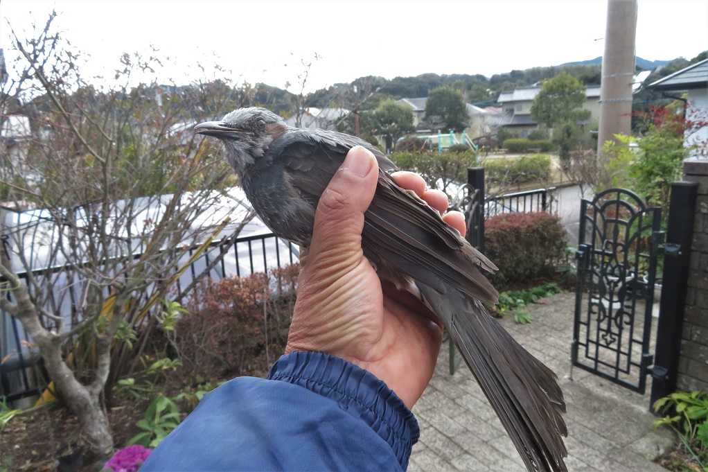 庭の鳥；防鳥ネットに掛かったヒヨドリ。紅梅満開。 | 大分金太郎の