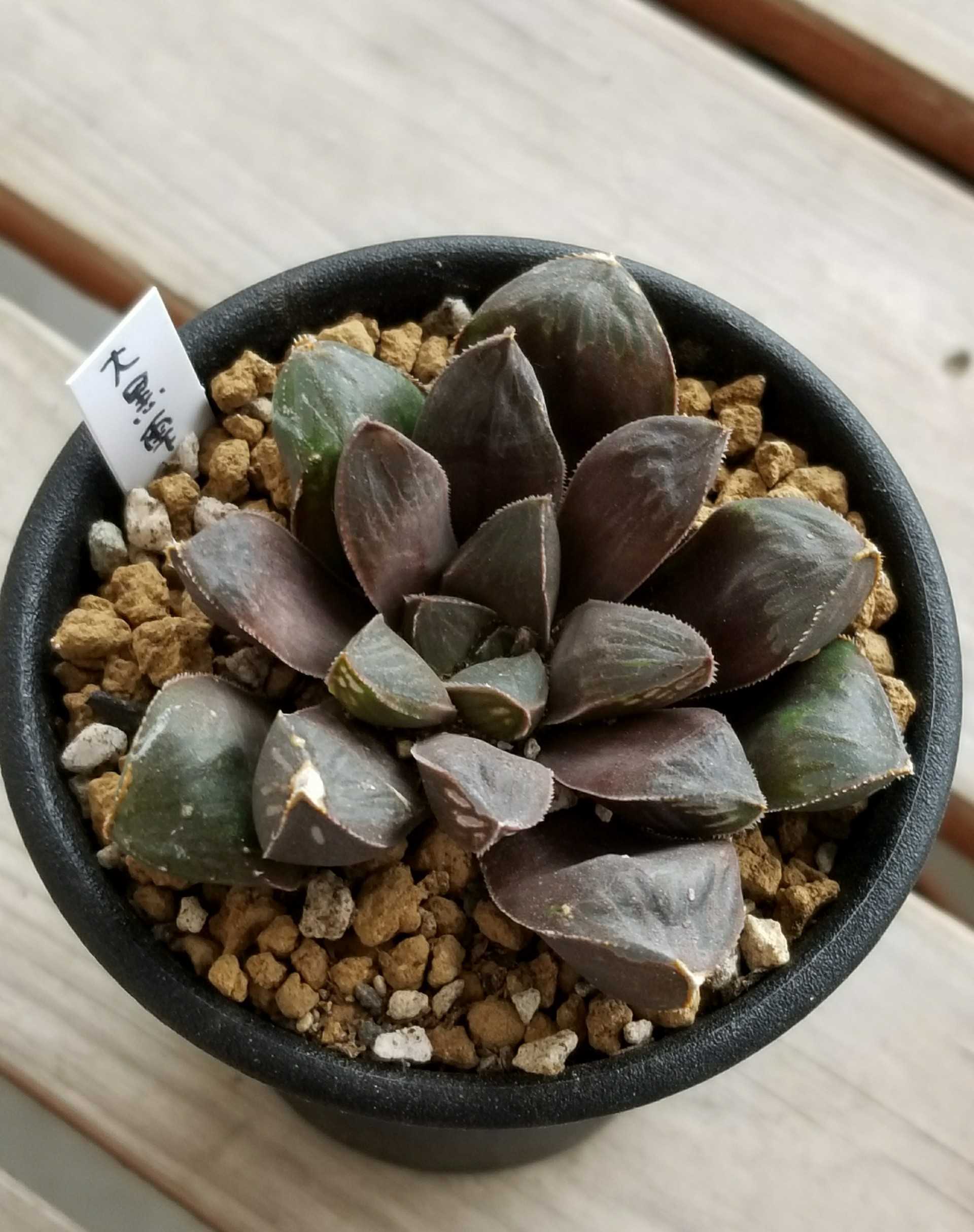 ハオルシア ハオルチア デルオの多肉日記 楽天ブログ