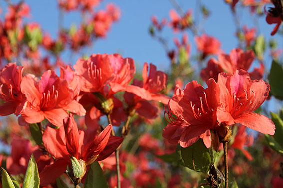 船窪つつじ公園-04♪