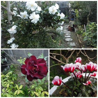 バラ、山茶花.jpg