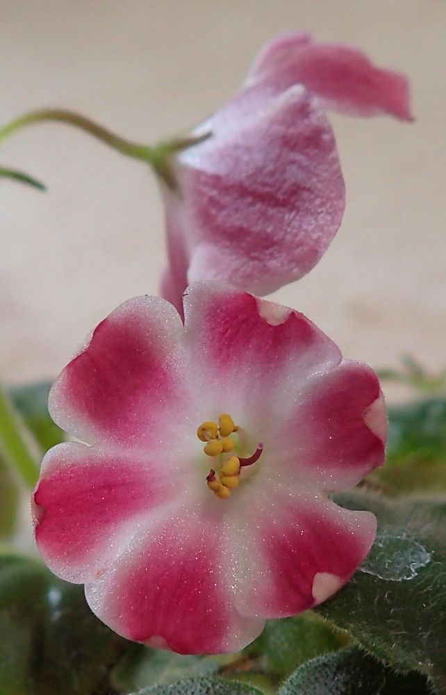 セントポーリア の記事一覧 Nenttohのブログ セントポーリアの花のご紹介 Site Introduces Africanviolet Saintpaulia 楽天ブログ