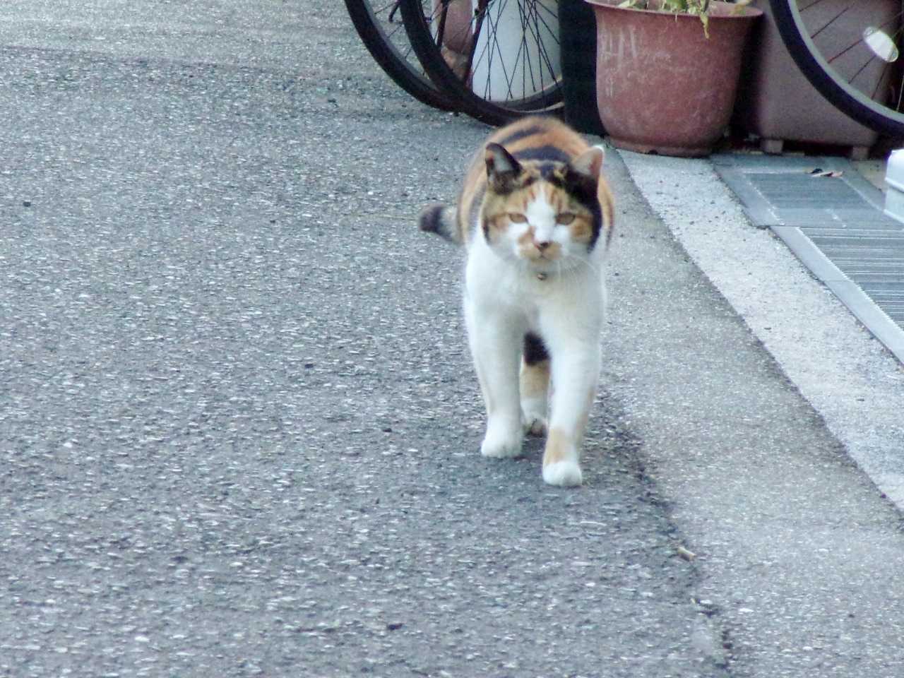 強風でなければ 暖かかったニョに の巻 人さまのネコ 楽天ブログ