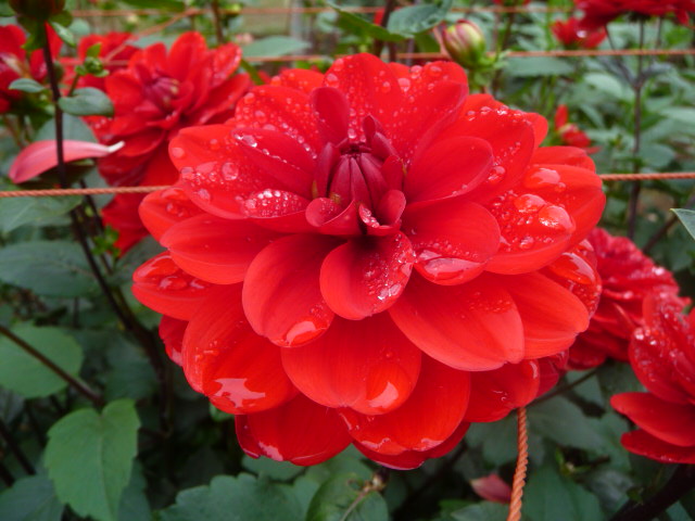989 あずま紅