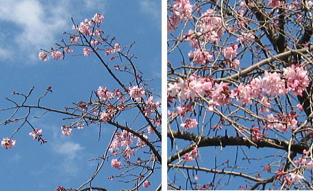 皇居の桜