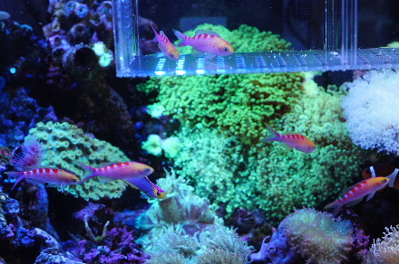 2012_1012ｱｻﾋﾊﾅｺﾞｲ0050.JPG
