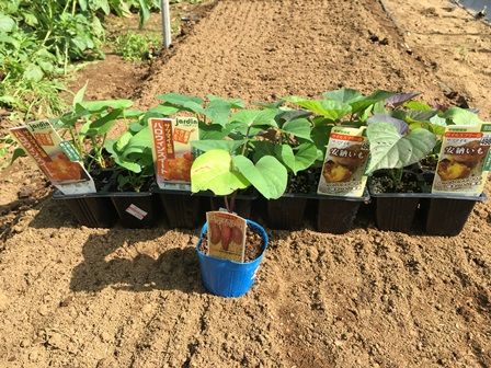 サツマイモの植え付け 安納芋 ハロウィーンスイート パープルスイートロード Futtutyの菜園ブログ 楽天ブログ
