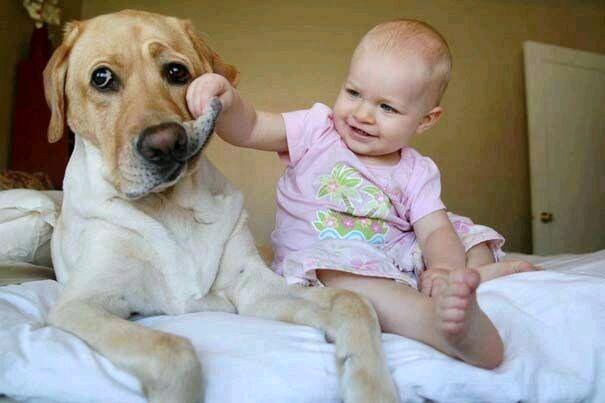 犬と赤ちゃんの高画質な画像まとめ 仲良しで癒される 写真まとめサイト Pictas