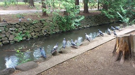 hato.jpg