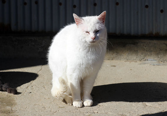 我が家のニャンコ♪2015/1/31-4