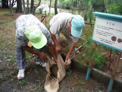 根巻き.jpg