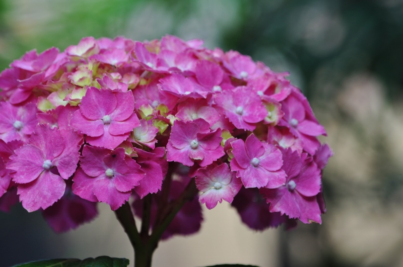 Ｈ・紫陽花.jpg