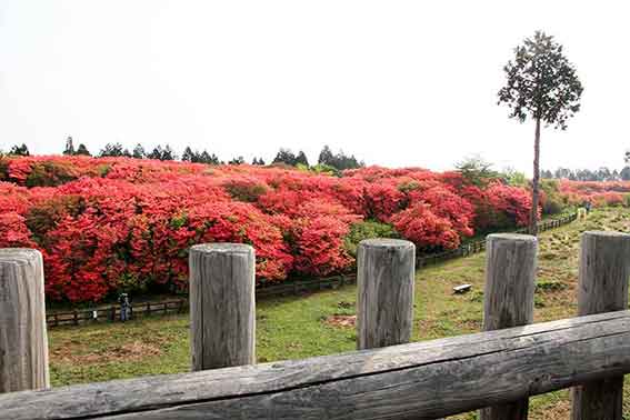 船窪つつじ公園-09