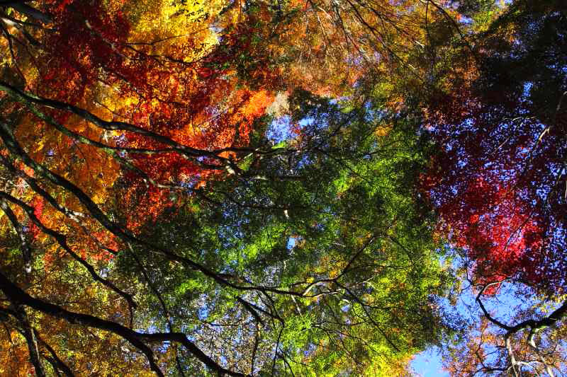 箕面公園_11-02.jpg
