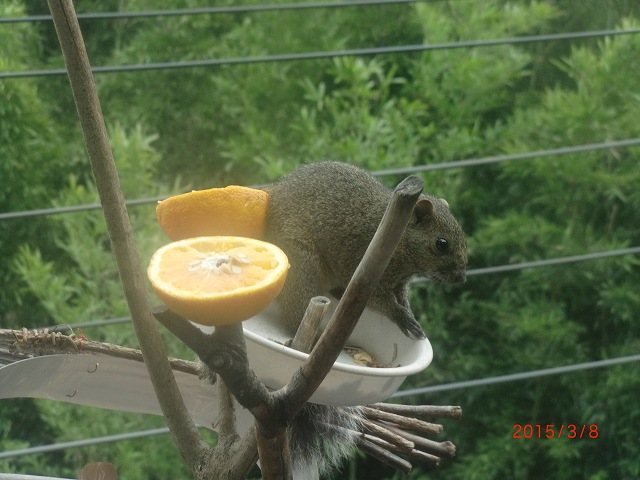 春の風景と小鳥たち 052.jpg