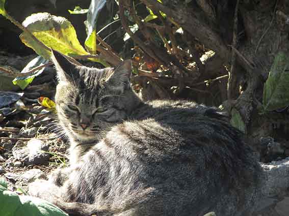 我が家のニャンコ♪2016/1/7-03
