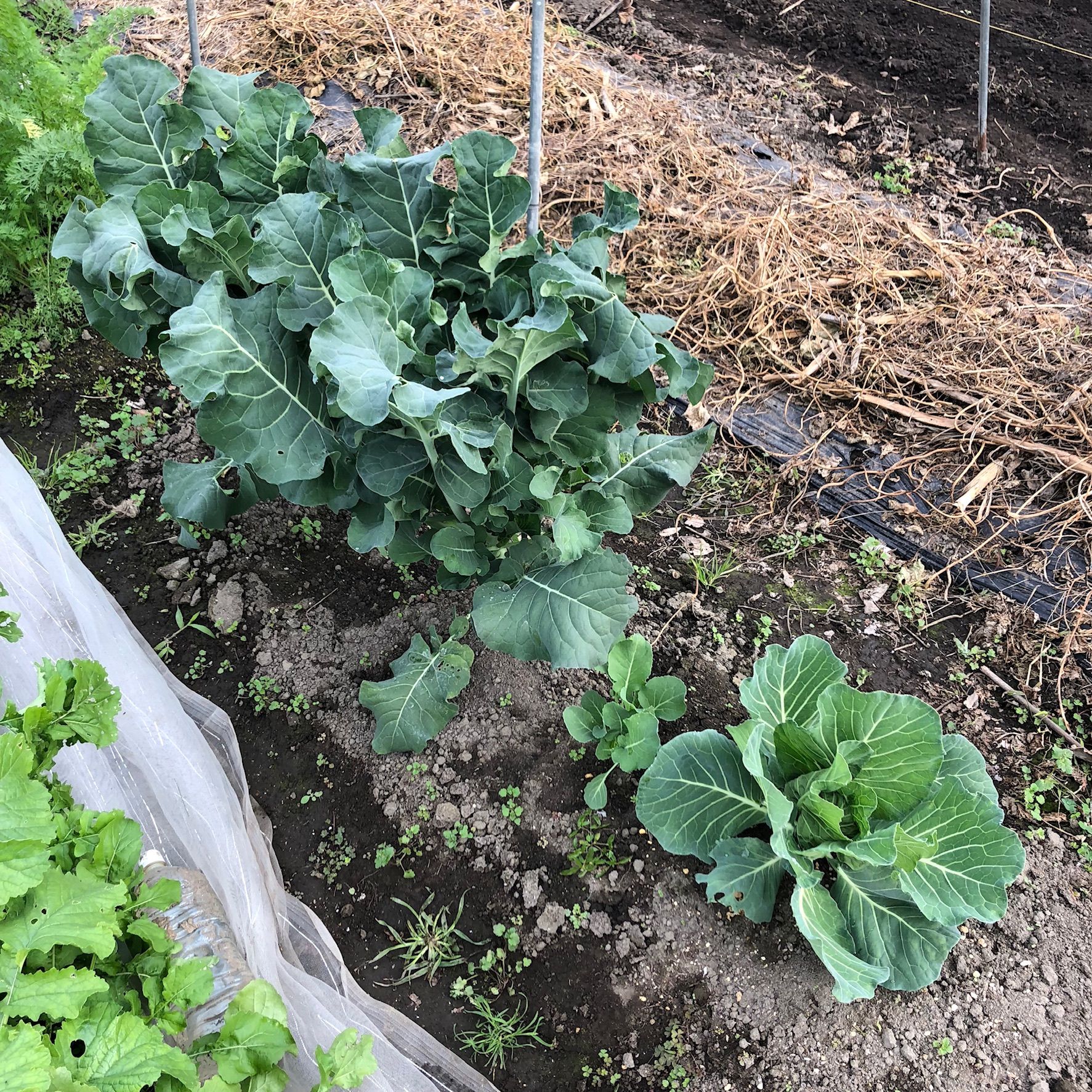 うちは茎ブロッコリーだから頂花蕾は500円玉サイズで収穫です ちょろ松の家庭菜園奮闘記 楽天ブログ