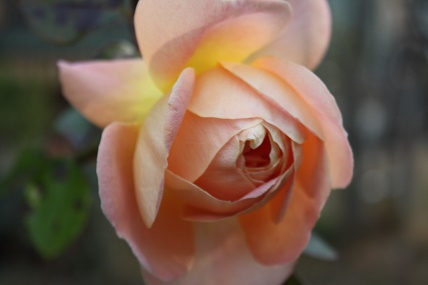 IMG_8407.JPG