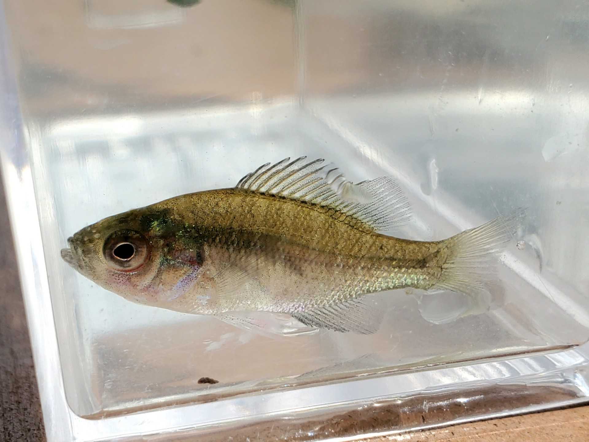 魚採り 魚と日常ブログ 楽天ブログ