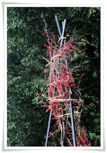 樹木公園-29 ウメモドキ-2 15.12.2