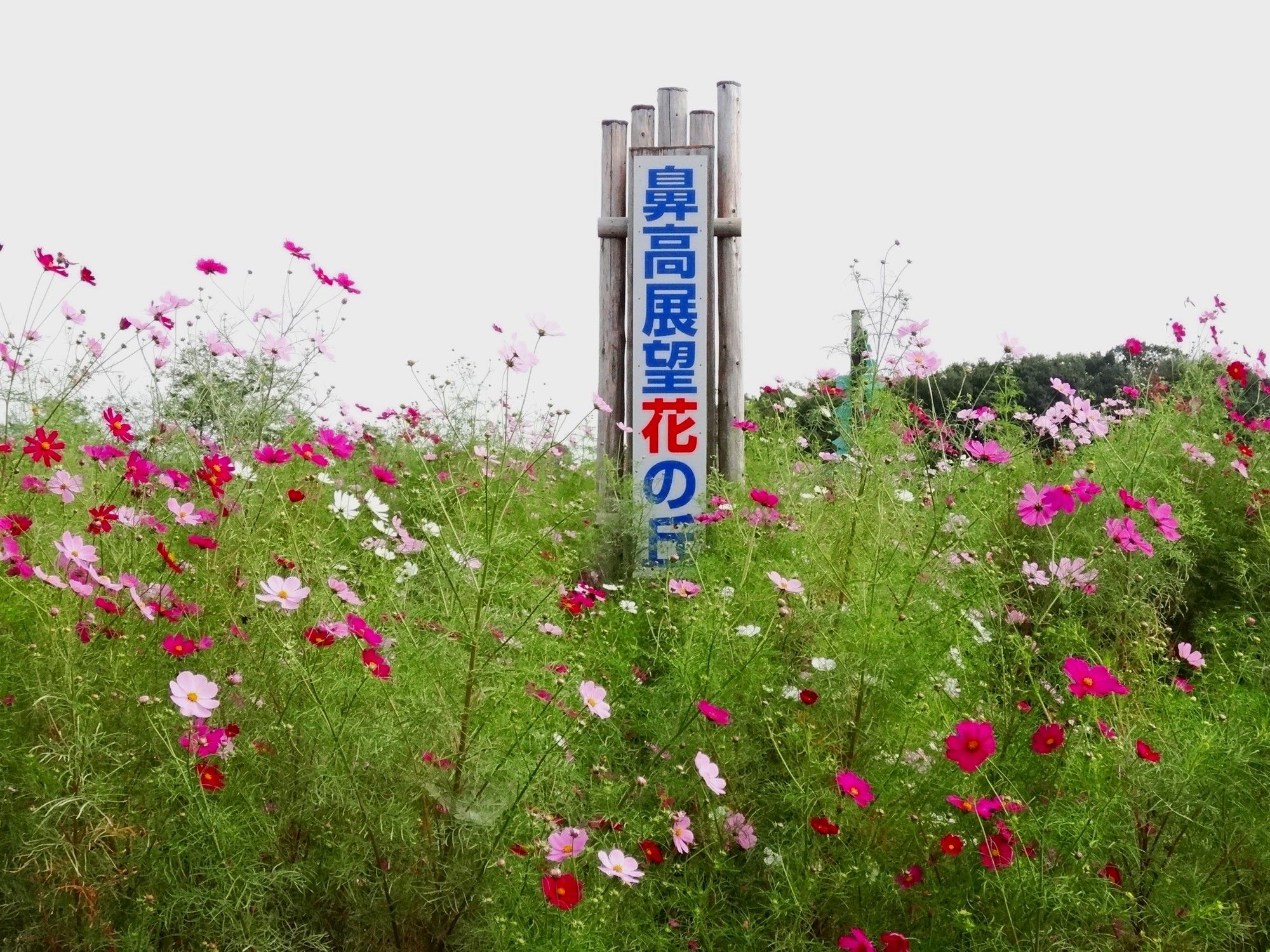 鼻高展望の丘ではコスモス祭り １０月７日 山と空が友だち ドローンで空撮 楽天ブログ