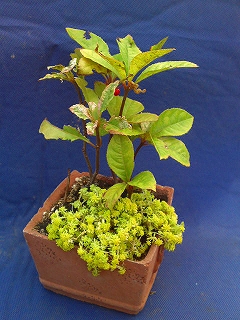 十両寄せ植え