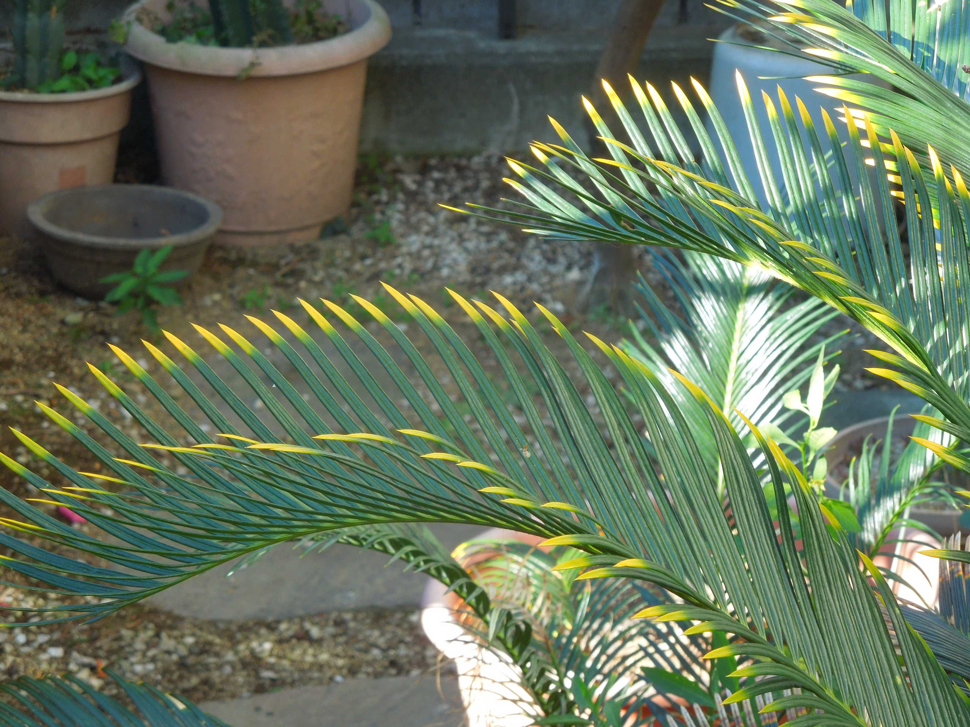 斑入りソテツ サイカス レボルタ バリエガータ 斑入りソテツ サイカス