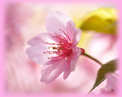 桜２