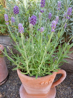 P1240924ss.jpg