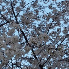 分4月6日 011.jpg