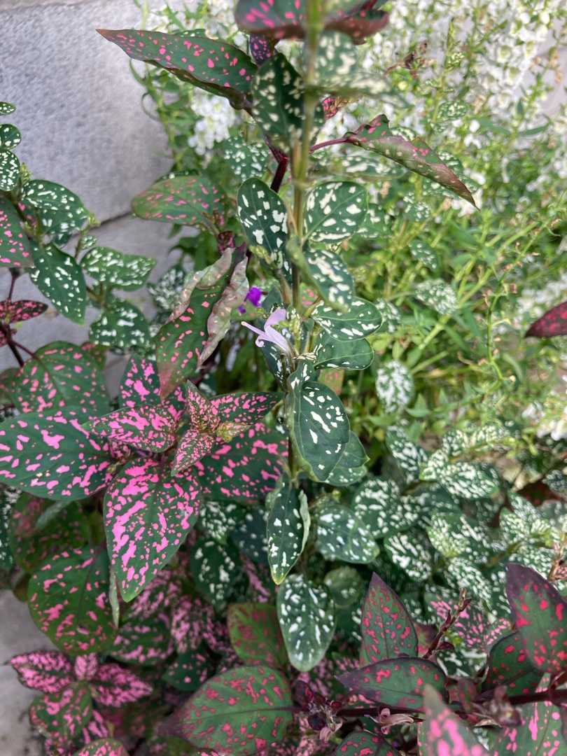 ヒポエステスの花 追加 今日のイチバン 楽天ブログ